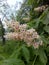 Flowering chestnut . White bunches of chestnut flowers on green leaves