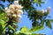 Flowering chestnut. white flowers of a flowering chestnut tree against a background of blue sky. concepts of spring flowering and
