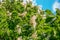 Flowering chestnuts at blue sky background