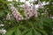 Flowering chestnuts in late spring