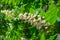 Flowering chestnuts in spring