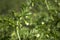 Flowering in chickpea in a field, green bean plant. Vegetarian