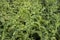 Flowering in chickpea in a field, green bean plant. Vegetarian