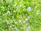 Flowering chicory plant and blurred clover meadow