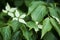 Flowering Chinese dogwood plant in spring Cornus kousa.