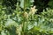 Flowering Chinese rhubarb Rheum officinale plant
