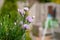 Flowering chive with bokeh background