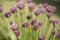 Flowering chives