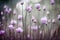 Flowering chives