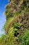 Flowering chives, allium schoenoprassum, on green living wall, vertical garden exterior facade with flowers and plants