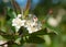 Flowering Chokeberry (Aronia)