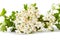 Flowering chokeberry  branch Aronia melanocarpa isolated