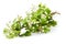 Flowering chokeberry  branch Aronia melanocarpa isolated