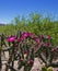 Flowering Cholla