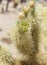 Flowering Cholla Cactus Garden with a Blossom