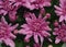Flowering chrysanthemum Bush. The buds are a light lilac color.