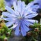 Flowering Cichorium plant, Wild endive, Cichorium pumilum, Flower of common chicory