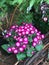 Flowering cineraria