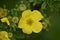 Flowering Cinquefoil (Potentilla fruticosa)