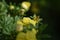 Flowering Cinquefoil (Potentilla fruticosa)