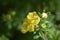 Flowering Cinquefoil (Potentilla fruticosa)