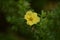 Flowering Cinquefoil (Potentilla fruticosa)