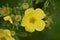 Flowering Cinquefoil (Potentilla fruticosa)