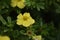 Flowering Cinquefoil (Potentilla fruticosa)