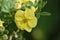 Flowering Cinquefoil (Potentilla fruticosa)