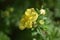 Flowering Cinquefoil (Potentilla fruticosa)