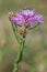 Flowering Cirsium arvense.