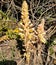 Flowering Cistanche Tubulosa (Loki Mula) plant, wild flowering Fox Radish plant,
