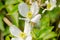 A flowering Clematis Montana, Grandiflora variant