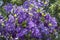 Flowering clematis purple