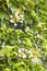 Flowering Climbing Hydrangea