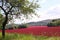 The flowering clover field is a huge storehouse of food for all insects