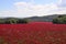 The flowering clover field is a huge storehouse of food for all insects