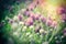 Flowering clover in meadow, beautiful clover lit by sunlight