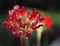 Flowering cocor bebek or kalanchoe blossfeldianaa is a species of ornamental plant