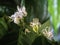 Flowering coffee tree closeup