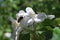 Flowering columnar apple (Malus domestica)