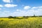 Flowering colza fields, yellow fields in rural landscape