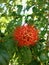 Flowering Combretum constrictum bush.