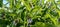 flowering comfrey (Symphytum officinale) on a bush