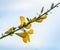 Flowering Common broom twig in springtime