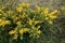 Flowering common gorse Ulex europaeus