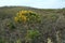 Flowering common gorse Ulex europaeus