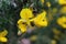 Flowering common gorse Ulex europaeus