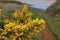 Flowering common gorse Ulex europaeus