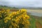 Flowering common gorse Ulex europaeus